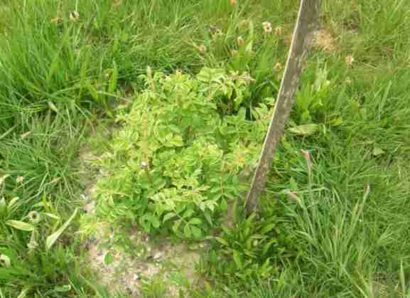 Rosa multiflora, frischer Austrieb an umgepflanzter Rose.