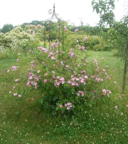Rosa multiflora va. adenochaeta, blühend am Obelisk.
