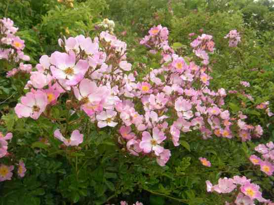 Rosa multiflora va. adenochaeta, zahlreiche rosa Blüten den Trieben entlang.