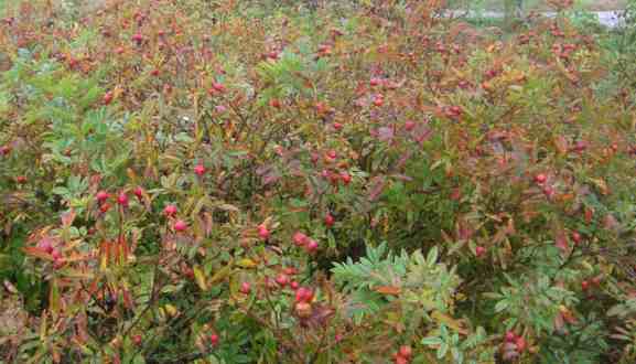 Rosa nitida, Herbstlaub