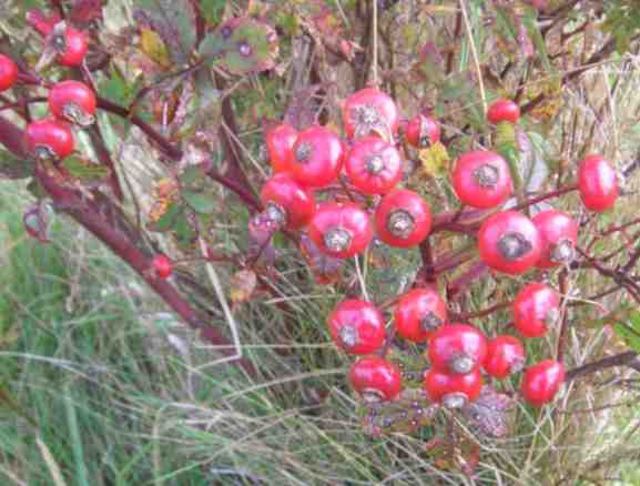 Rosa palustris, zahlreiche rundliche rote Früchte, Nahaufnahme.
