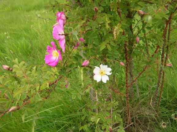 Rosa pendulina L., Ausschnitt Strauch, Stacheln an Alttrieben.