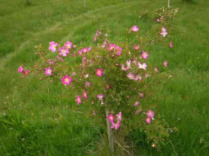Rosa pendulina L., junger Strauch um 100 cm.