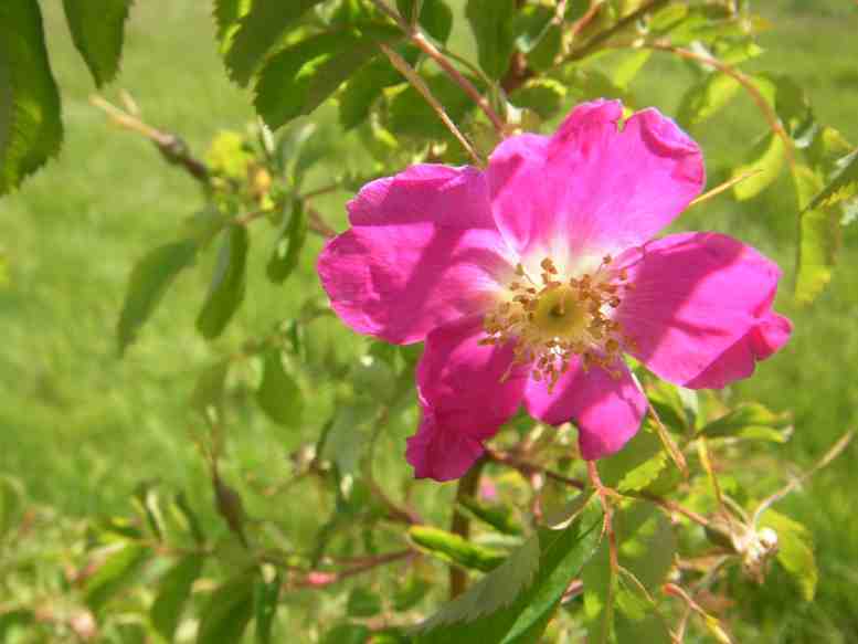 Rosa pendulina L., Einzelblüte Nahaufnahme.