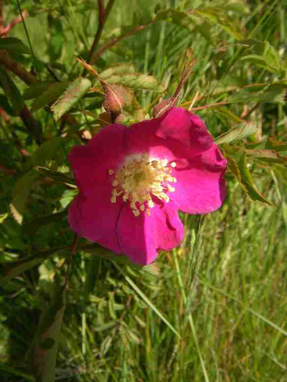 Rosa pendulina L., Einzelblüte und Knospen.