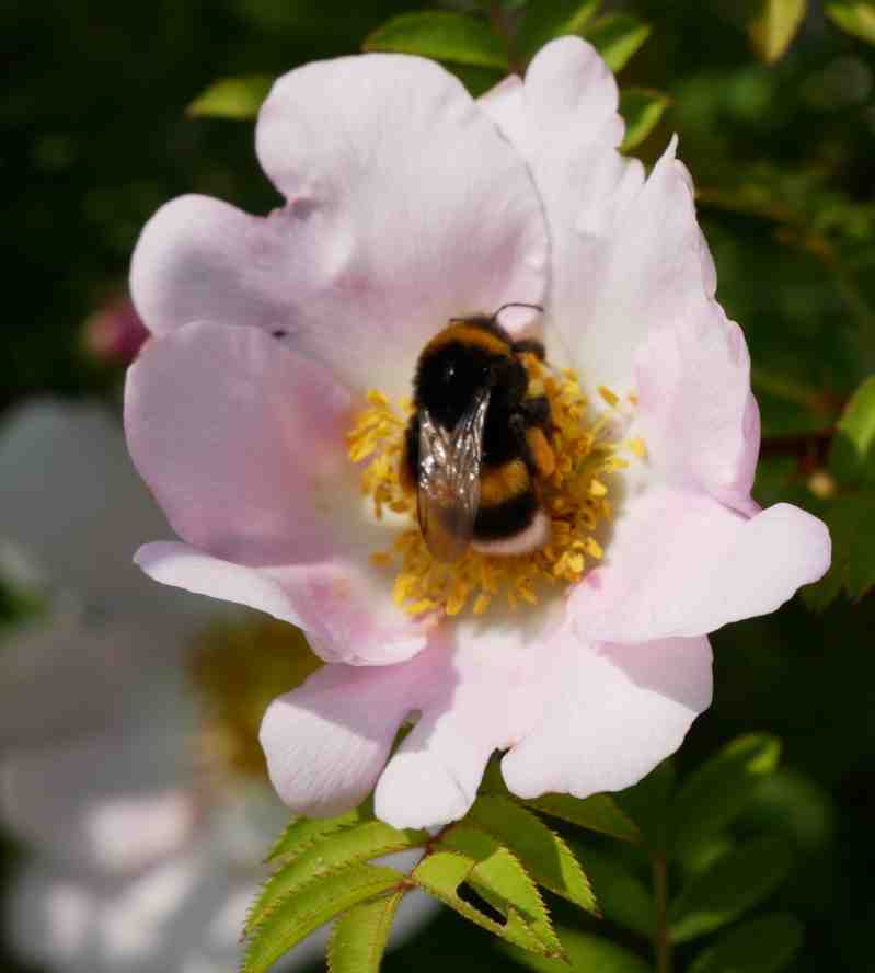 Hummel mit braunen Streifen und weißem Po auf Blüte von der “Kastanienrose”.