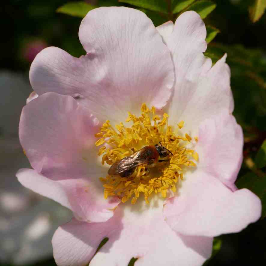 Sehr schmale, braun-schwarze Hummel auf Blüte von Rosa roxburghii.