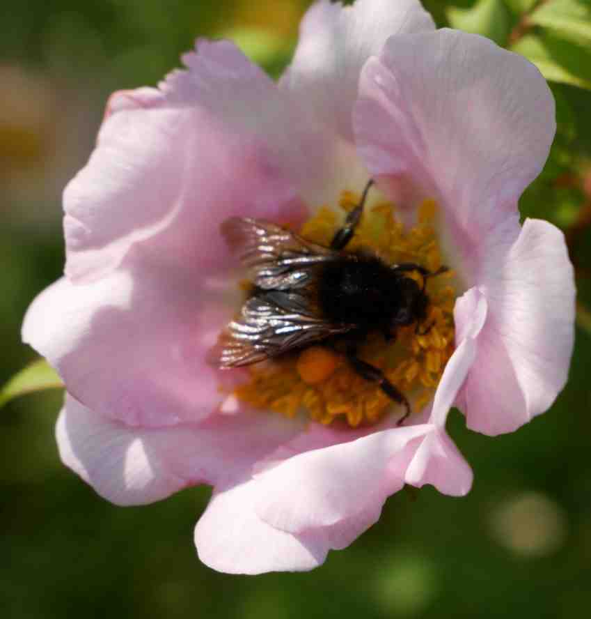 Wie zuvor, jedoch mit komplett schwarze Hummel.