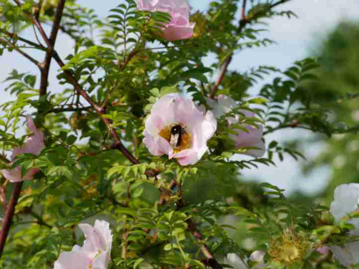 Ausschnitt blühender Strauch von Rosa roxburghii und Hummeln.