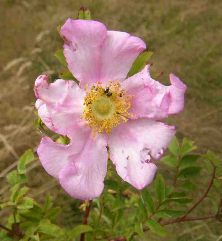 Rosa roxburghii ‘Lampion’, hell-rosa Einzelblüte.