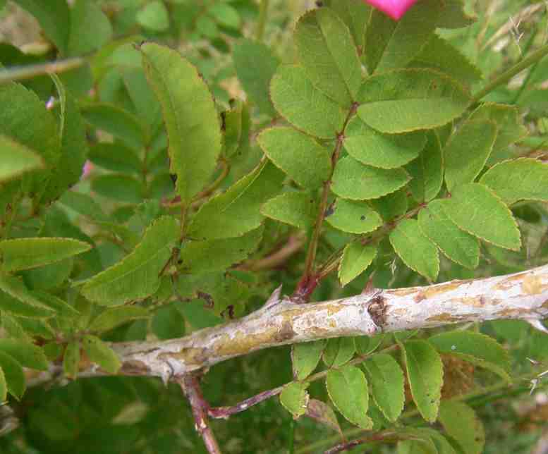 Rosa roxburghii ‘Lampion’, Laub und gräulicher Alttrieb.