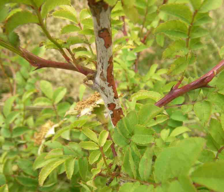Rosa roxburghii ‘Lampion’, rötliche Nebentriebe, Haupttrieb gräulich.