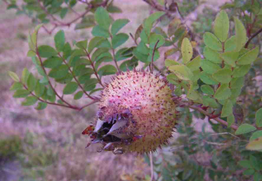 Rosa roxburghii ‘Lampion’, borstige große Frucht am Strauch.