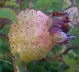 Rosa roxburghii ‘Lampion’