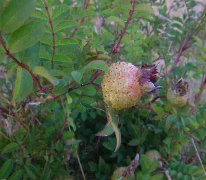Rosa roxburghii ‘Lampion’, borstige große Frucht, Seitenansicht.