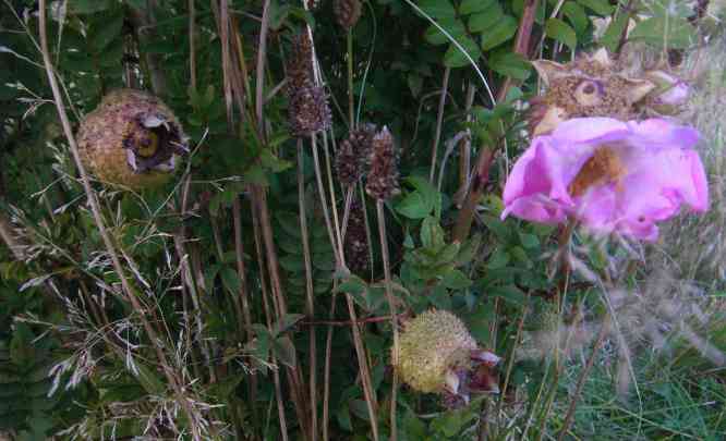 Rosa roxburghii ‘Lampion’, Früchte und Blüte im September am Strauch.