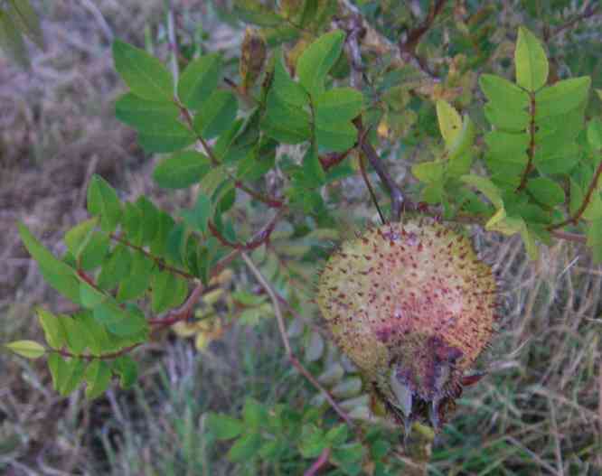 Rosa roxburghii ‘Lampion’, wie zuvor, Aufsicht.