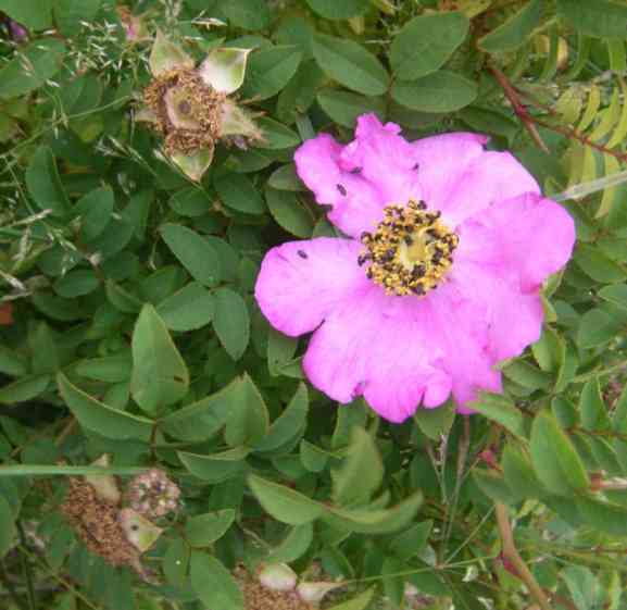 Rosa roxburghii ‘Lampion’, pinke mittelgroße offene Einzelblüte.