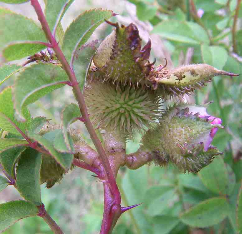 Rosa roxburghii ‘Lampion’, borstiger Blütenkelch.