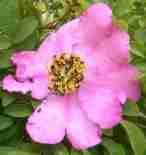Rosa roxburghii ‘Lampion’