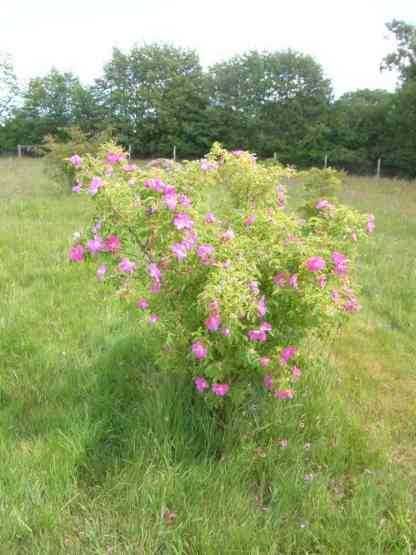 Rosa spaethiana, 200 Meter hoher blühender Strauch.