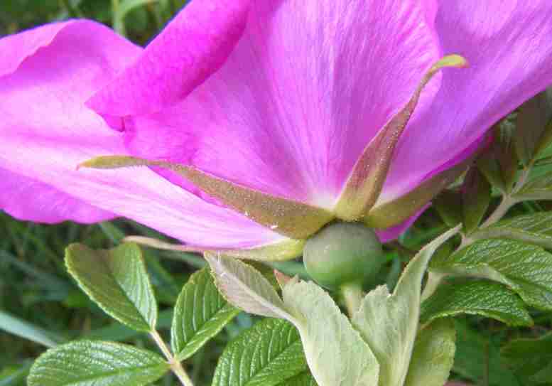 Rosa spaethiana, seitlich gesehen: Blütenblätter, Kelchblätter, Kelch.