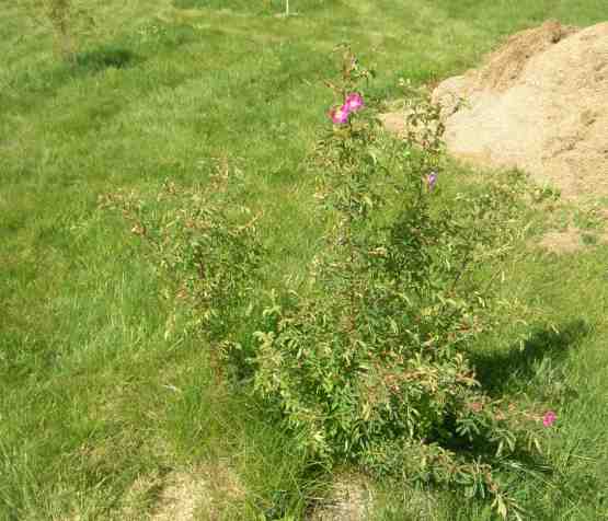 “Rosa spin. x pendulina”, junger Strauch im Park.