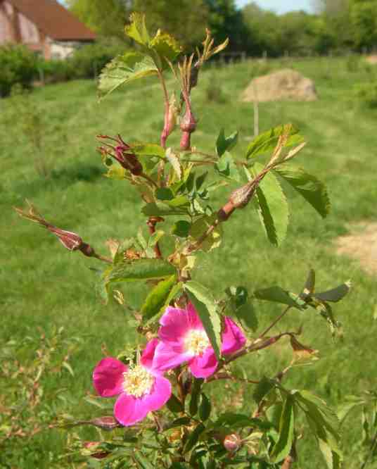 “Rosa spin. x pendulina”, Blütentrieb.