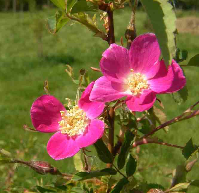 “Rosa spin. x pendulina”, pinke offene Einzelblüten.