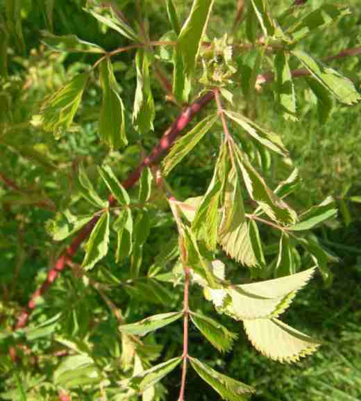 “Rosa spin. x pendulina”, gefaltetes Laub, rötliche Triebe.