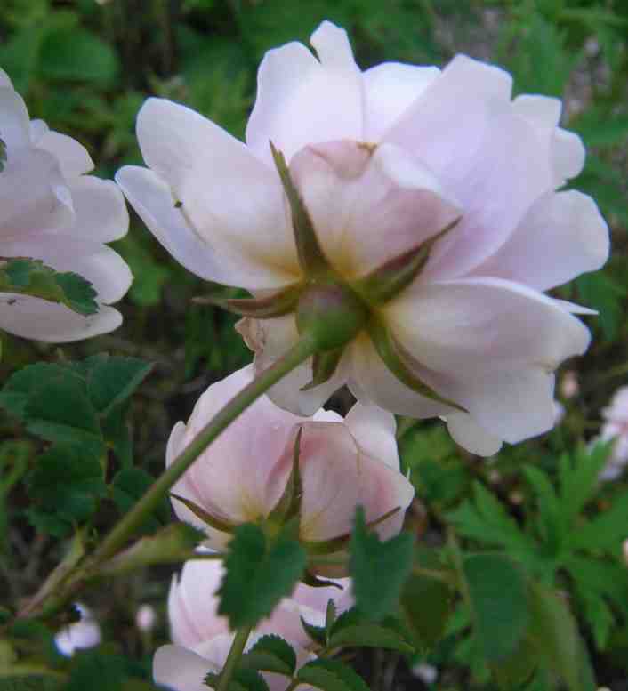 Rosa spinosissima “Simon”, Blüte von unten mit rundlichen Blütenkelch.