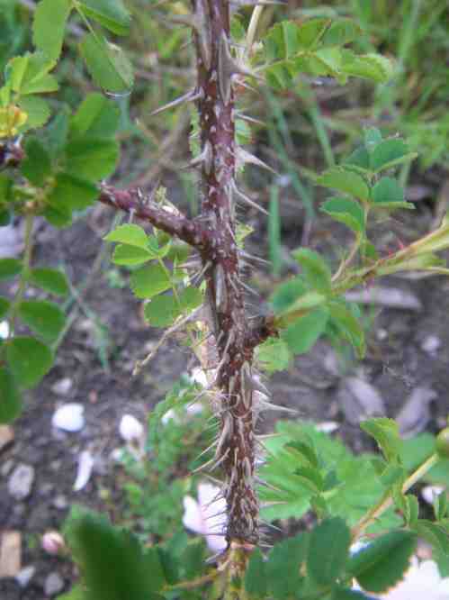 Rosa spinosissima “Simon”, Ausschnitt dunkelbrauner Alttrieb mit grauen Stacheln.