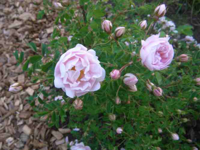 Rosa spinosissima “Simon”, zart rosa Blüten am Trieb entlang.