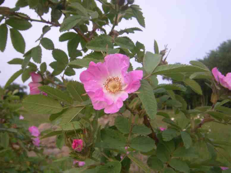 “Cirstens Fruchtrose”, gräulich-grünes Laub und einfache zart rosafarbene offene Blüte.