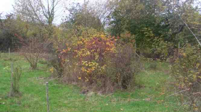 Rosa virginiana, Herbstlaub