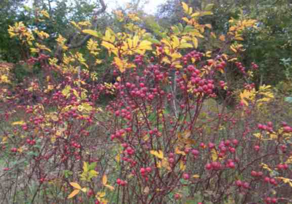 Rosa virginiana, zahlreiche runde rote Früchte am Strauch.