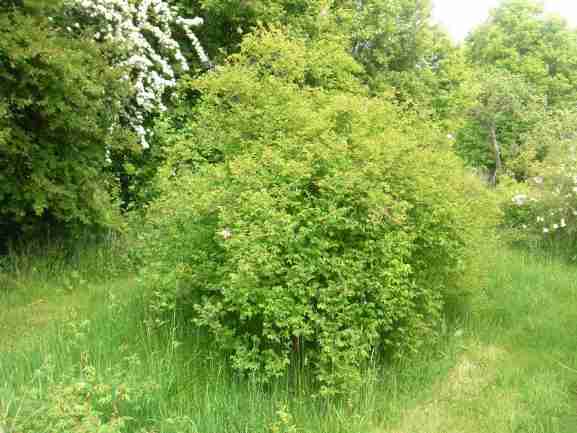 Rosa woodsii, mächtiger, runder Strauch im Park.
