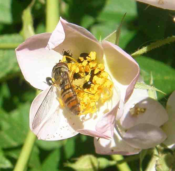 Rapskäfer und Schwebfliege auf Blüte von ‘Rosemary Foster’.
