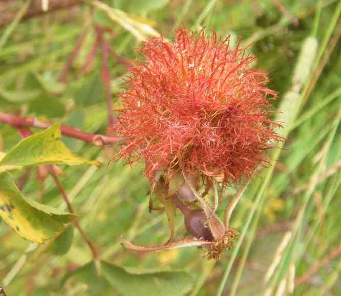 kleine rote Rosengalle mit Hagbutte daneben.