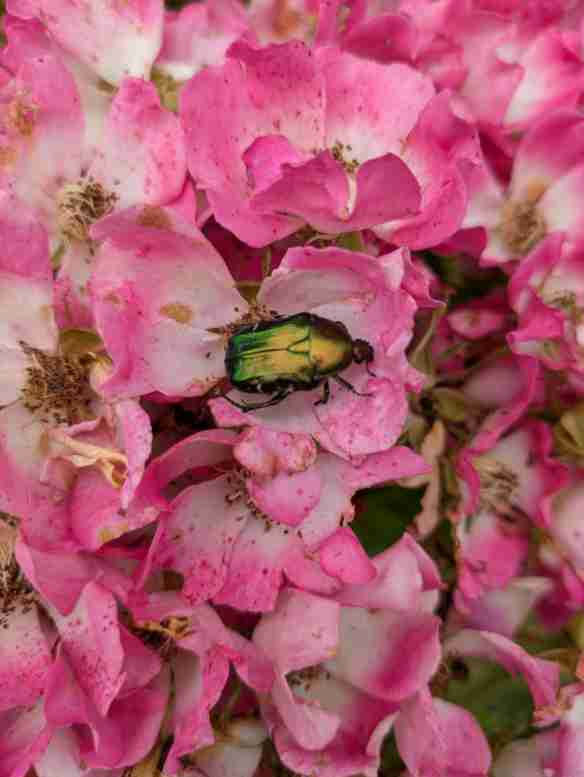 Rosenkäfer auf rosa Blütendolde einer Rose.