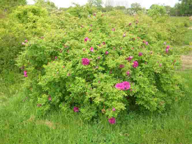 ‘Roseraie de L’Hay’, hoher und breiter blühender Strauch.
