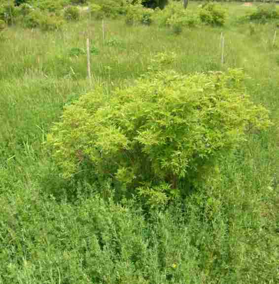 ‘Rote Hannover’, Strauch um 100 cm im Park.