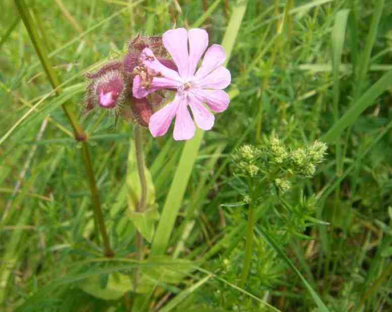 Rote Lichtnelke, Wiesenlabkraut im Auffangbecken.
