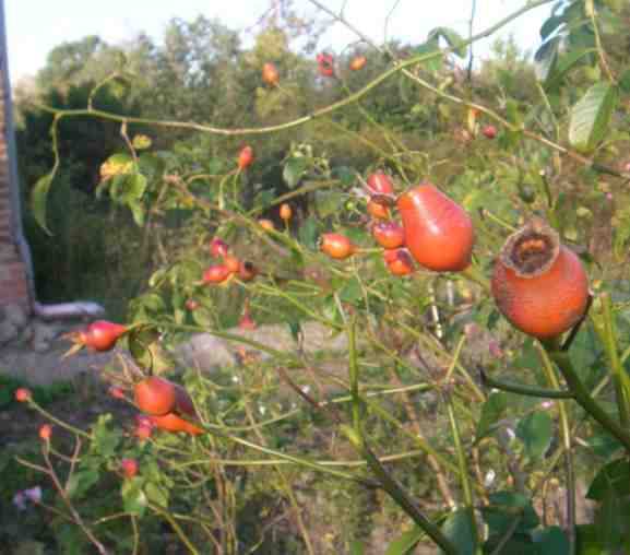 ‘Rudolfina’, Früchte am Strauch.