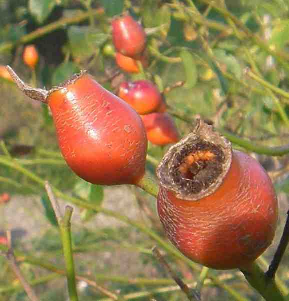 ‘Rudolfina’, zwei hellrote Früchte, Nahaufnahme.