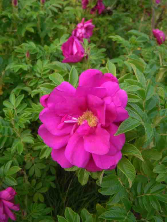 “NoName”, große pinke offene Blüte einer Rugosa.