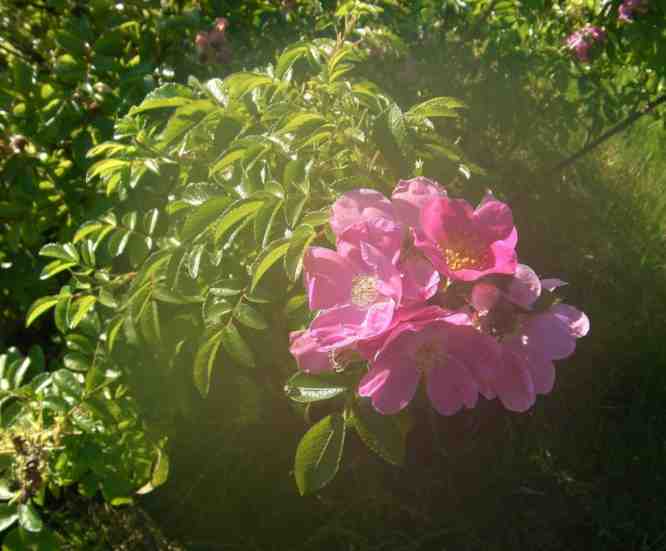 Rosa rugotida, große Blütendolde.
