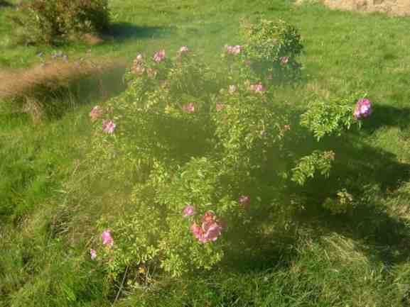 Rosa rugotida, Strauch blühend im Park.
