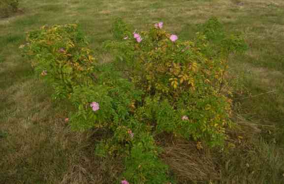 Rosa rugotida, Strauch blühend im Herbst.