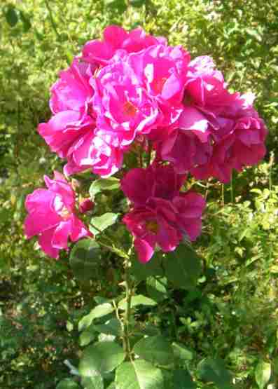 ‘Sangerhausen’, dichter Blütenbüschel in Pink.